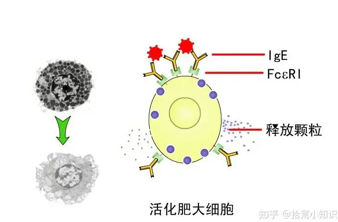 抗体与免疫球蛋白有什么区别，不同吗？